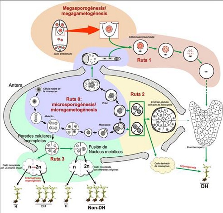 Distintas vias de reprogramación del desarrollo gametofítico de la microspora/polen (ruta 0) hacia androgénesis.