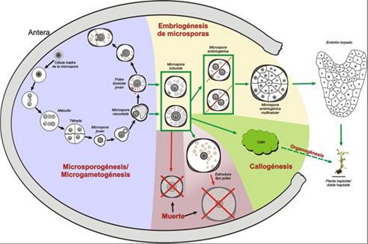 Induction of androgenesis in microspores/pollen.