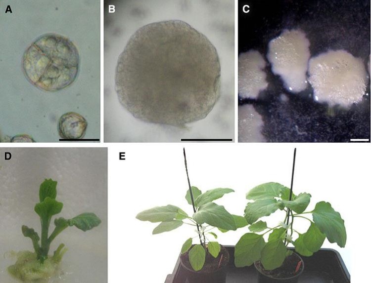 Isolated microspore cultures and doubled haploid production in eggplant.