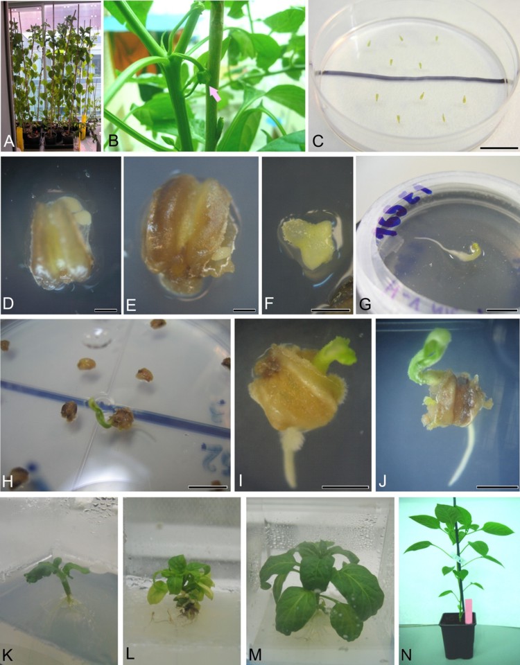 Anther culture and doubled haploid production in pepper.