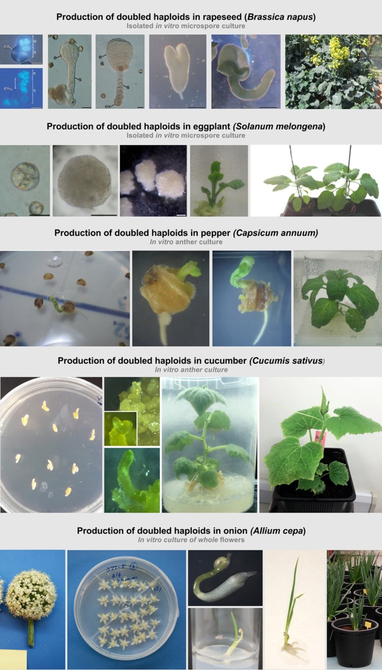 Production of doubled haploids